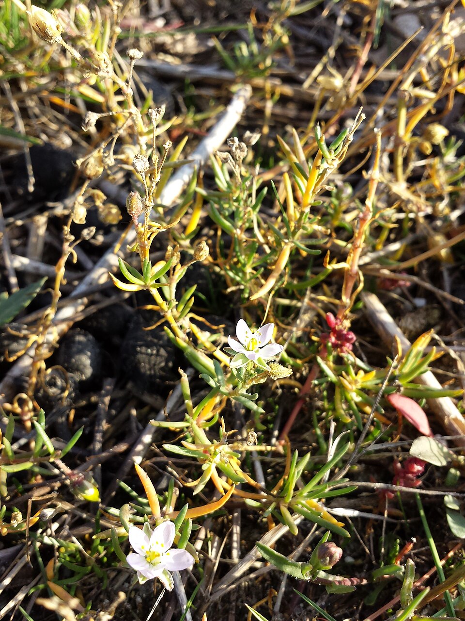 Spergularia media (Greater Sea-spurry)