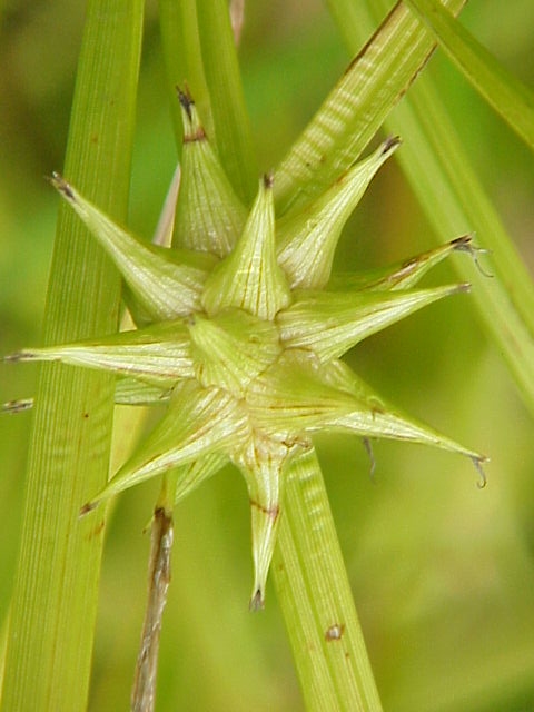 Carex grayi (Gray's Sedge) (alternate view 6)