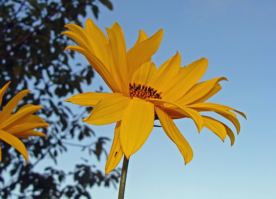 Helianthus strumosus (pale-leaved woodland sunflower) (alternate view 7)