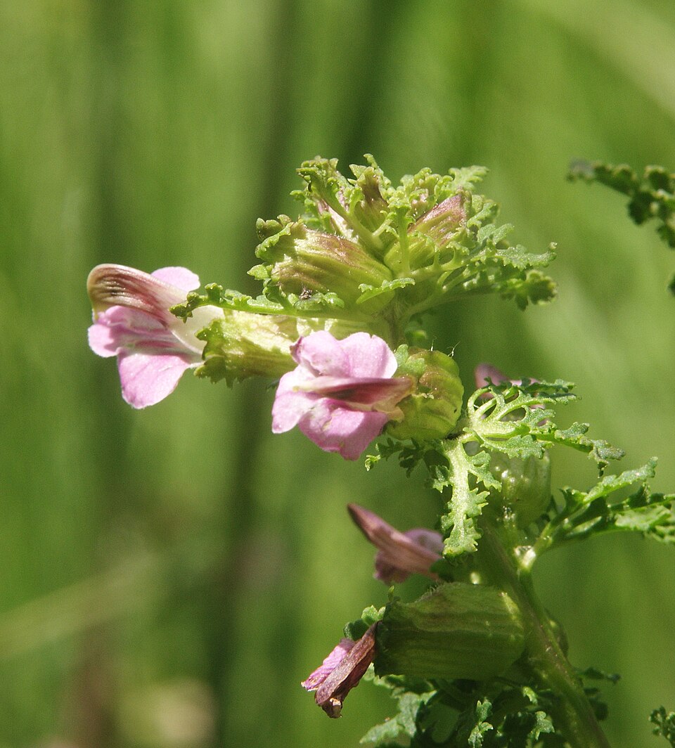 Pedicularis palustris (Marsh Lousewort)