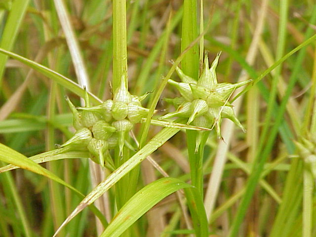 Carex grayi (Gray's Sedge) (alternate view 7)