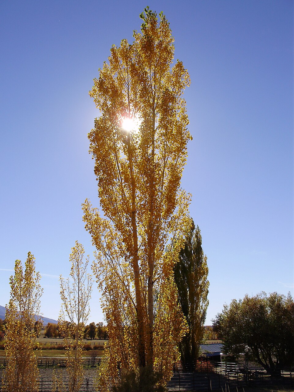 Populus nigra 'Italica' (Lombardy poplar) (alternate view 3)