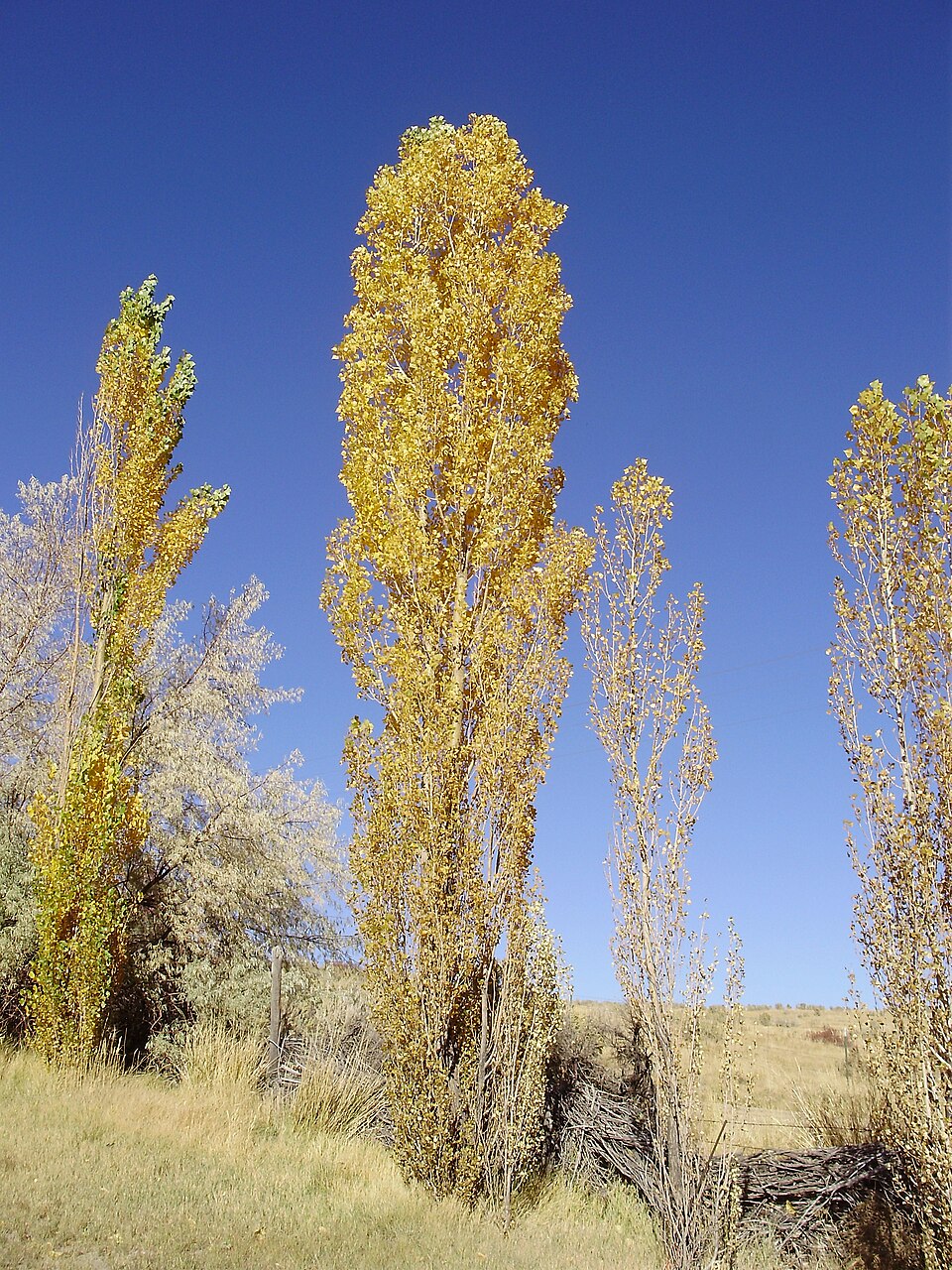 Populus nigra 'Italica' (Lombardy poplar) (alternate view 4)