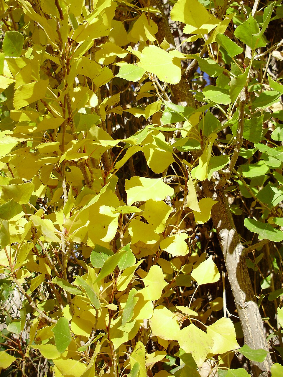 Populus nigra 'Italica' (Lombardy poplar) (alternate view 5)
