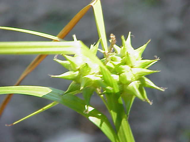 Carex grayi (Gray's Sedge) (alternate view 8)
