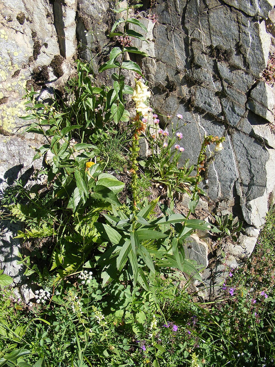 Digitalis lutea (yellow foxglove) (alternate view 12)