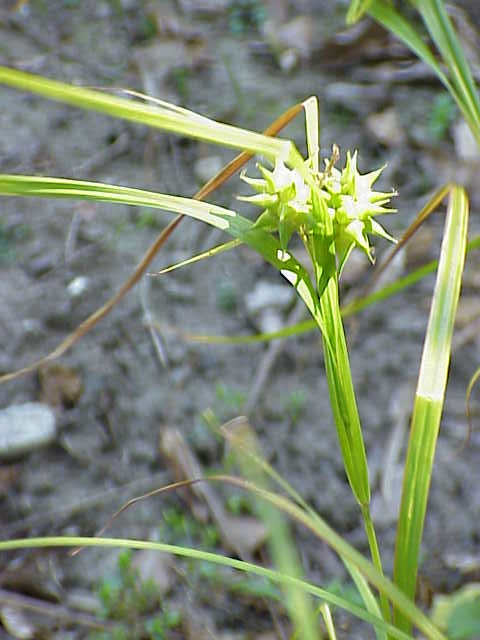 Carex grayi (Gray's Sedge) (alternate view 9)