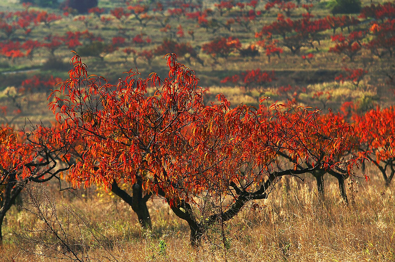 Prunus persica, Peach — spreading deciduous (Rosaceae) (image 5 of 9)