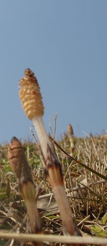 Equisetum arvense (common horsetail (native)) (alternate view 6)