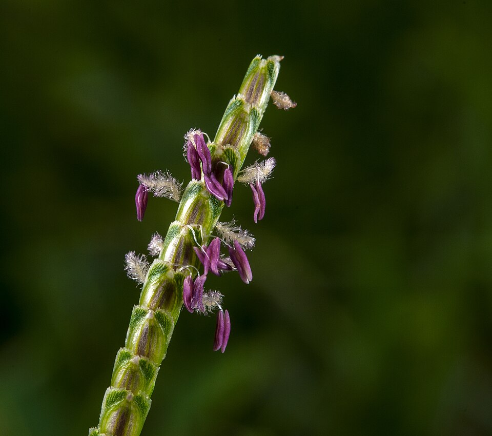 Eremochloa ophiuroides (Centipede Grass) (alternate view 6)