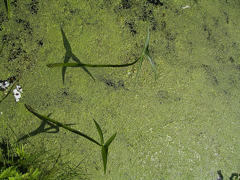Sagittaria sagittifolia (Arrowhead)