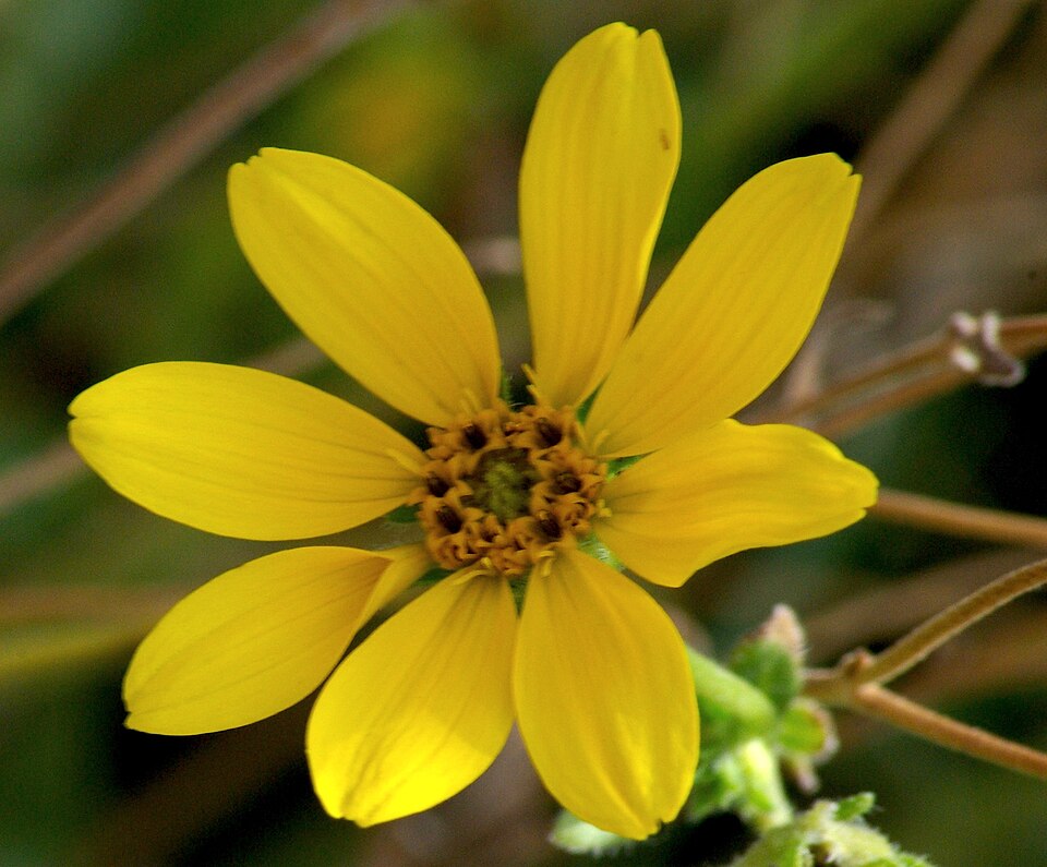 Engelmannia peristenia (Engelmann daisy) (alternate view 2)