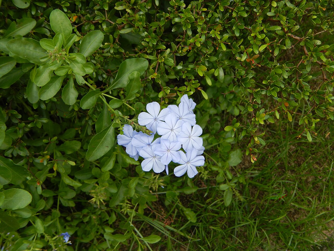 Plumbago auriculata, Cape plumbago — spreading evergreen (Plumbaginaceae) (image 10 of 10)