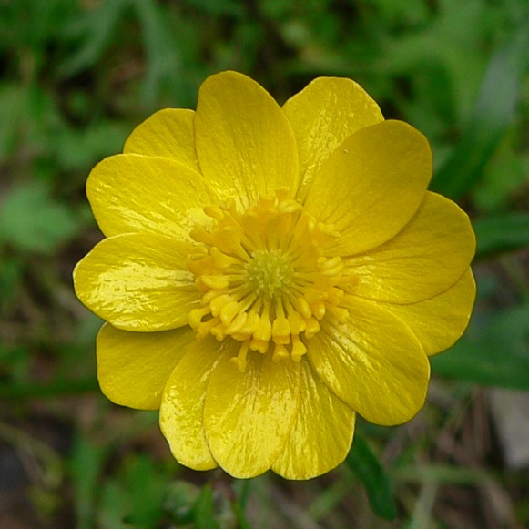 Ranunculus californicus (California buttercup) (alternate view 7)