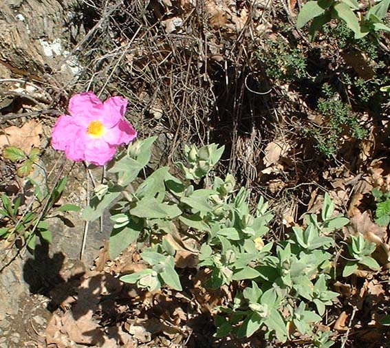 Cistus albidus (white-leaved cistus) (alternate view 7)