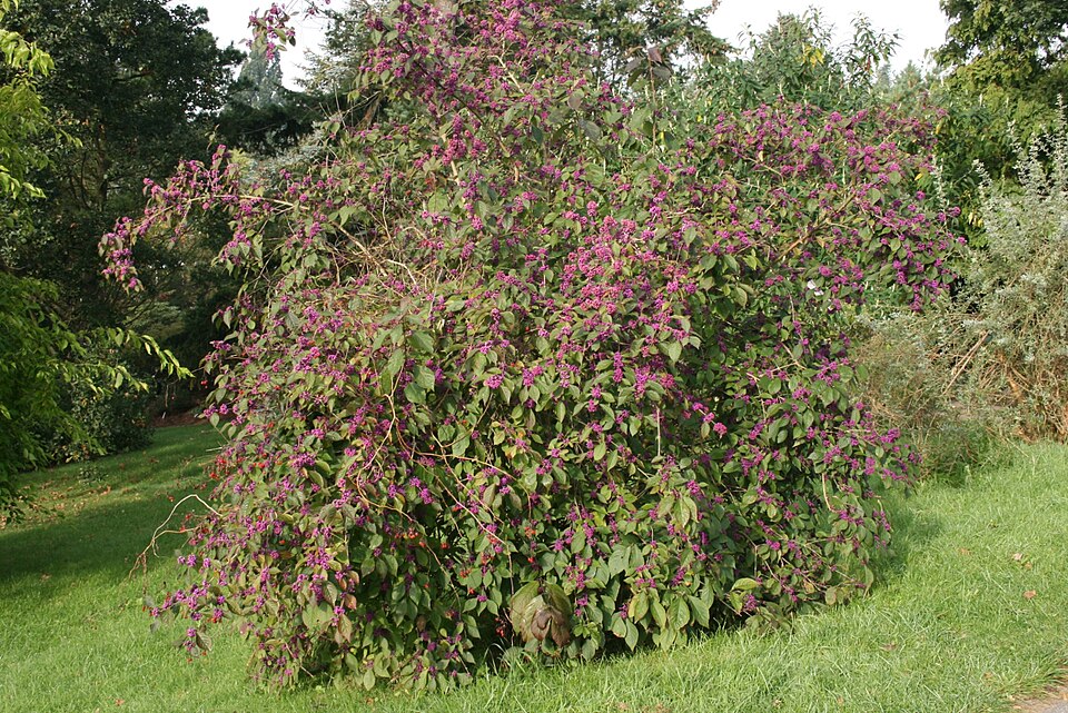Callicarpa bodinieri (beautyberry) (alternate view 6)