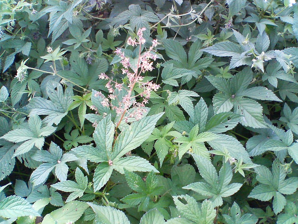 Humulus scandens (Japanese Hops) (alternate view 7)