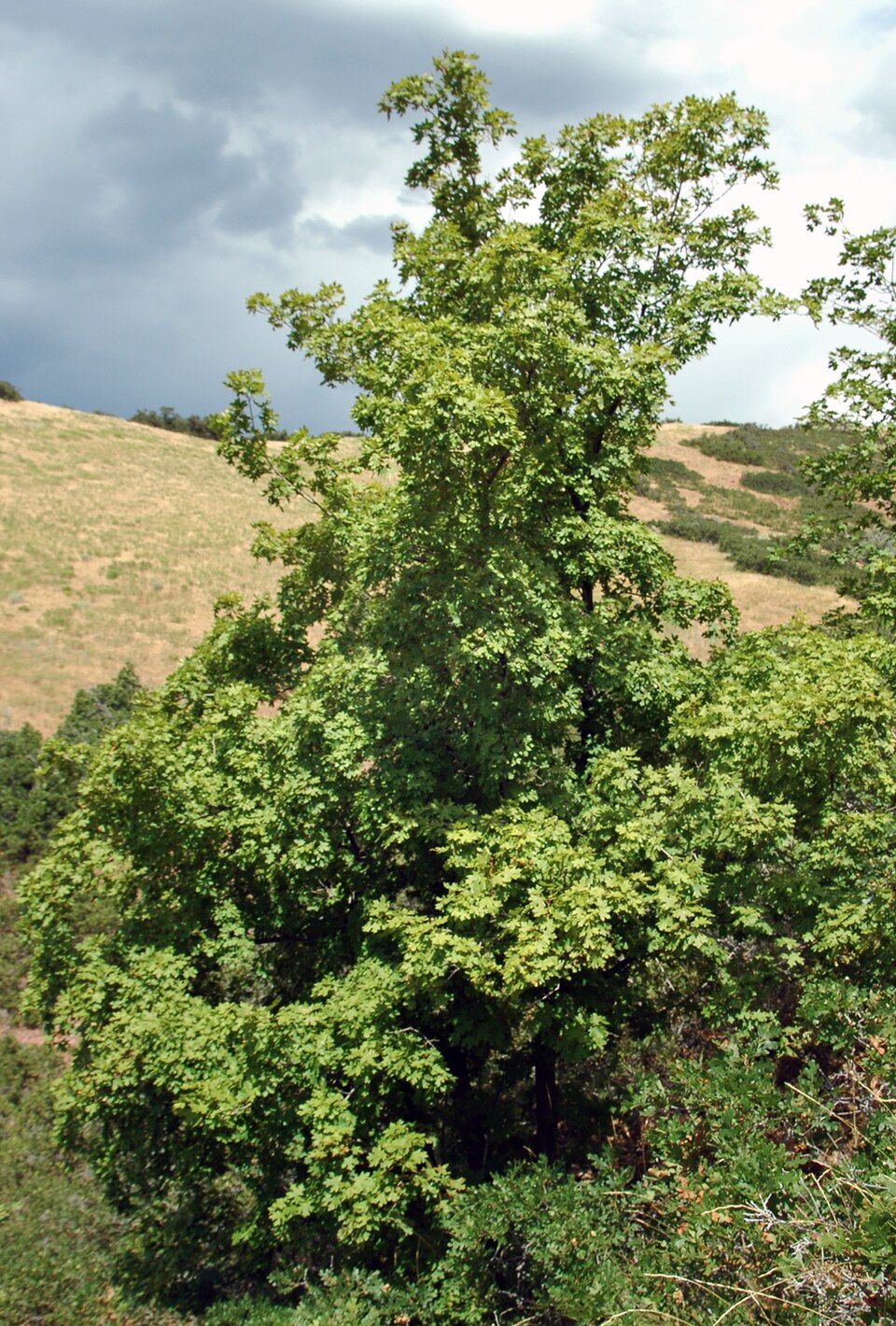 Acer grandidentatum (bigtooth maple) (alternate view 6)