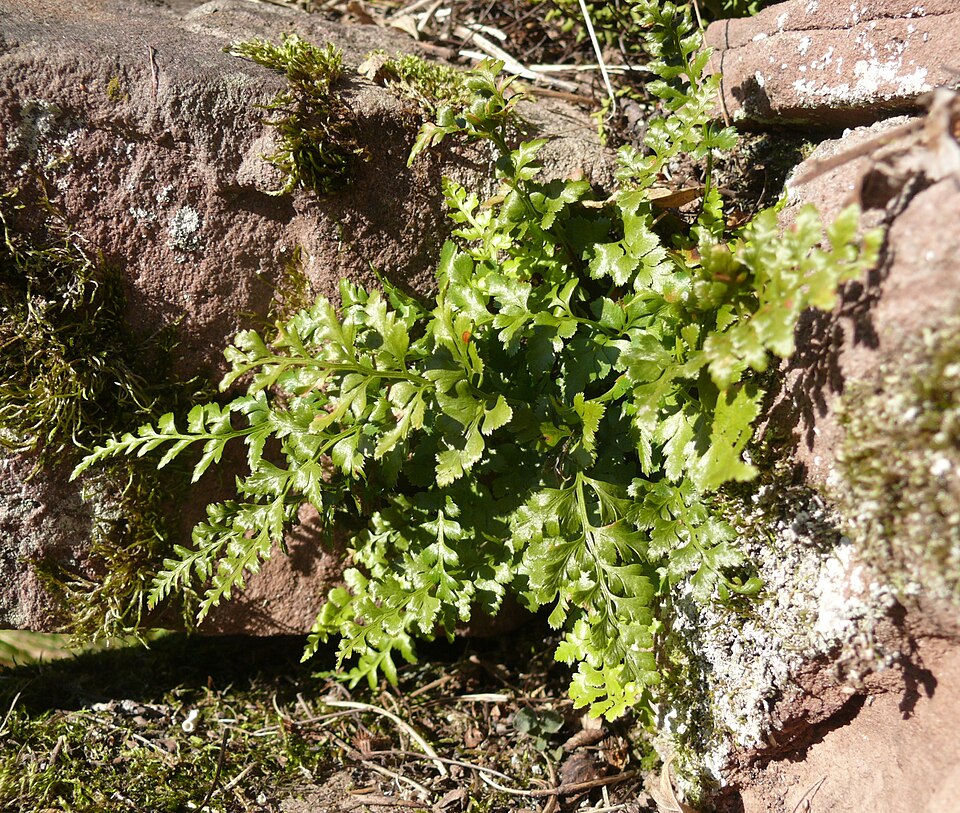 Asplenium adiantum-nigrum (black spleenwort)