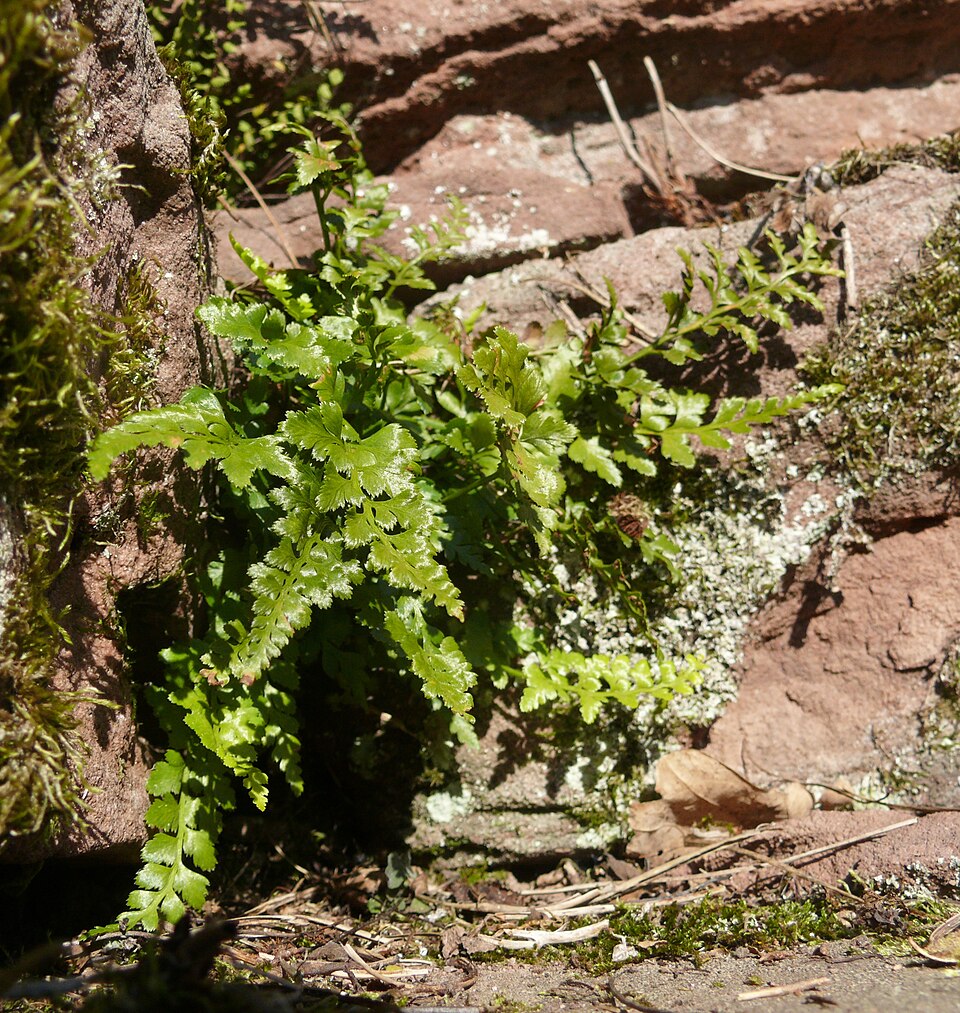Asplenium adiantum-nigrum (black spleenwort)