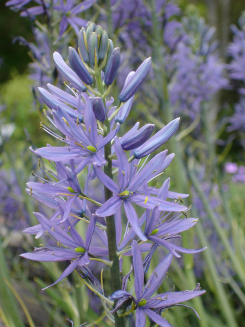 Camassia leichtlinii (Great Camas) (alternate view 8)