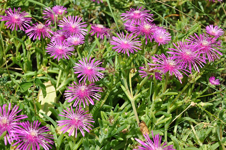 Delosperma (Sheepfigs)