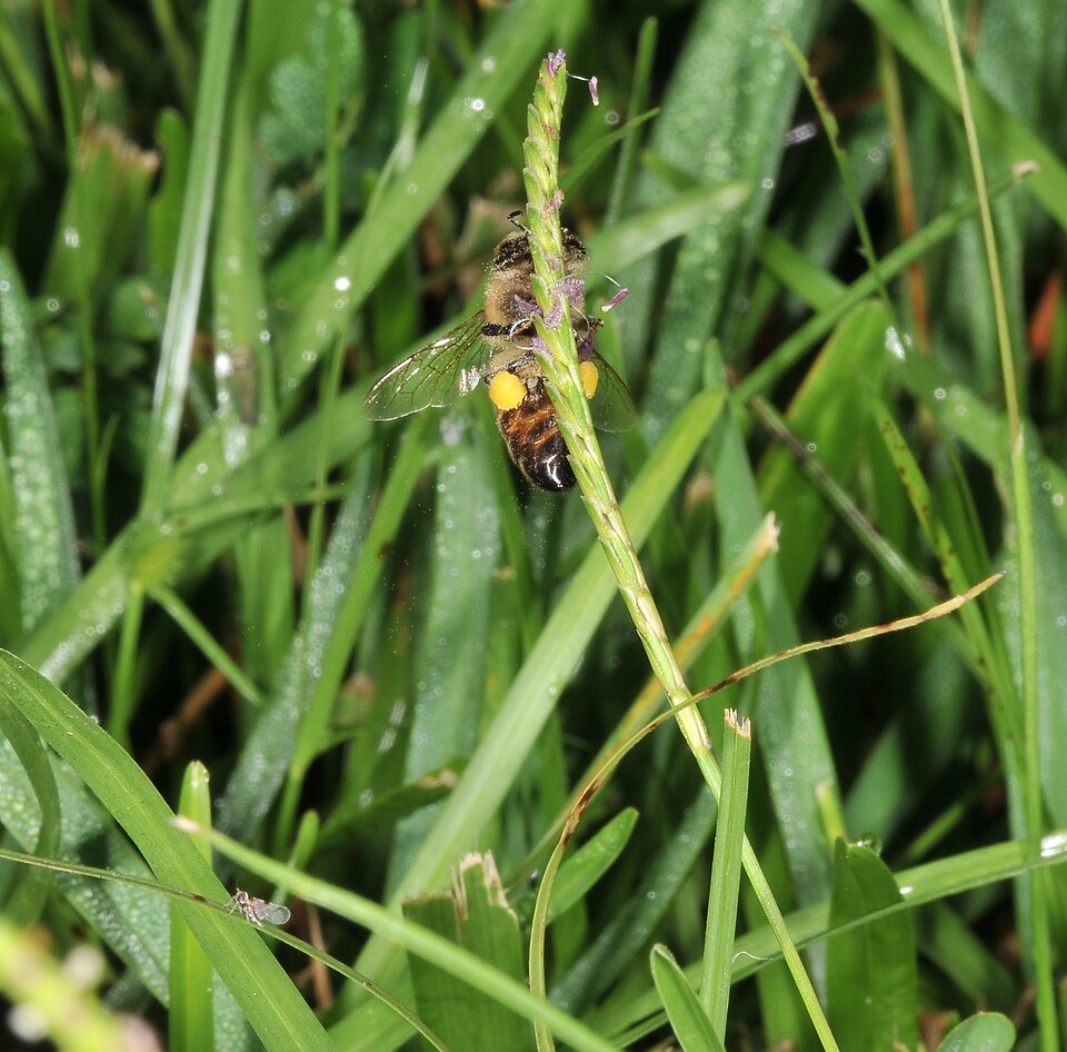 Eremochloa ophiuroides (Centipede Grass) (alternate view 7)