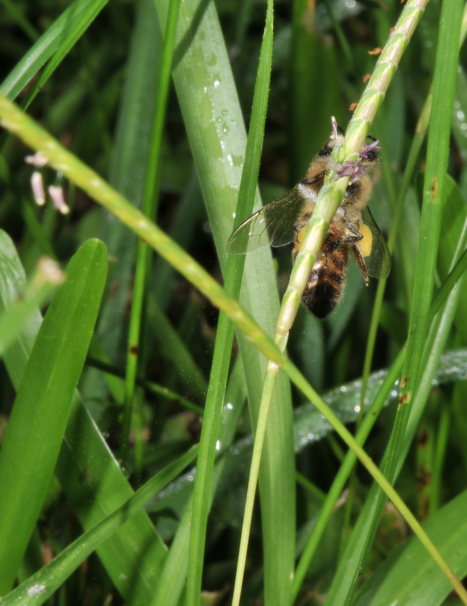 Eremochloa ophiuroides (Centipede Grass) (alternate view 8)