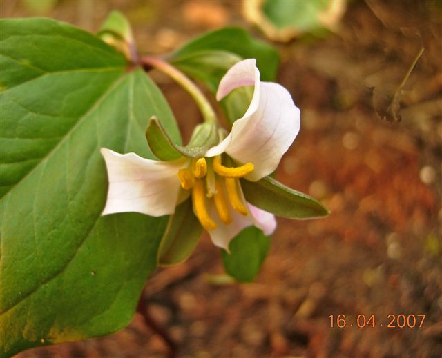 Trillium catesbaei (bashful wakerobin) (alternate view 6)