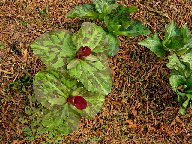 Trillium chloropetalum (giant trillium) (alternate view 7)
