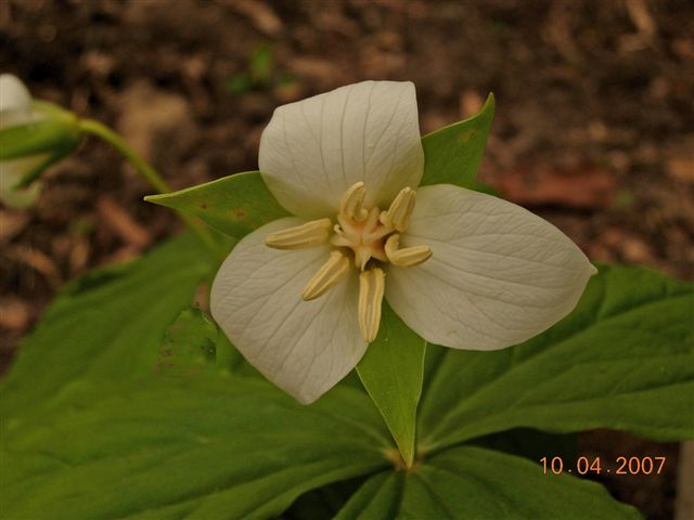 Trillium flexipes (drooping trillium) (alternate view 7)