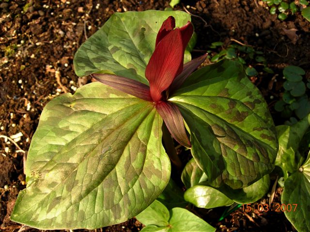Trillium kurabayashii (giant purple wakerobin) (alternate view 6)