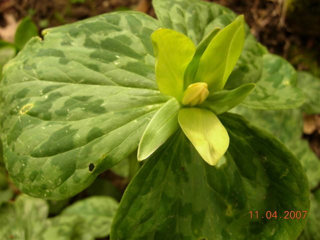 Trillium luteum (Yellow Trillium) (alternate view 7)
