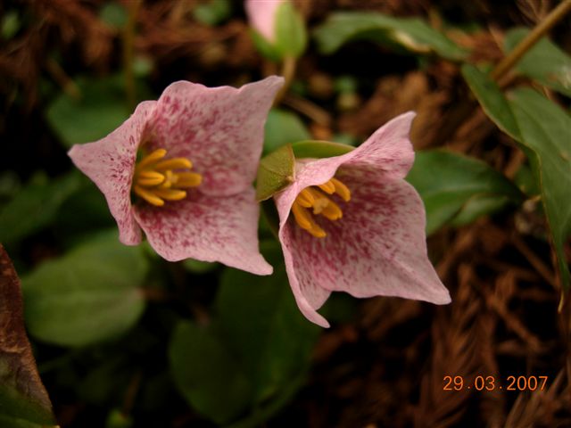 Pseudotrillium rivale (brook wakerobin) (alternate view 6)
