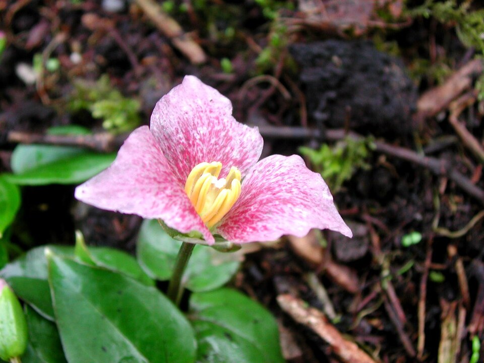 Pseudotrillium rivale (brook wakerobin) (alternate view 7)