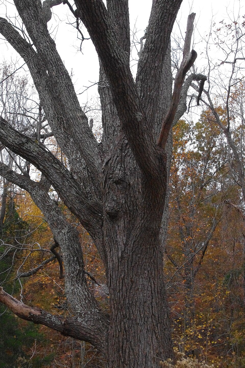 Juglans nigra (black walnut) (alternate view 9)