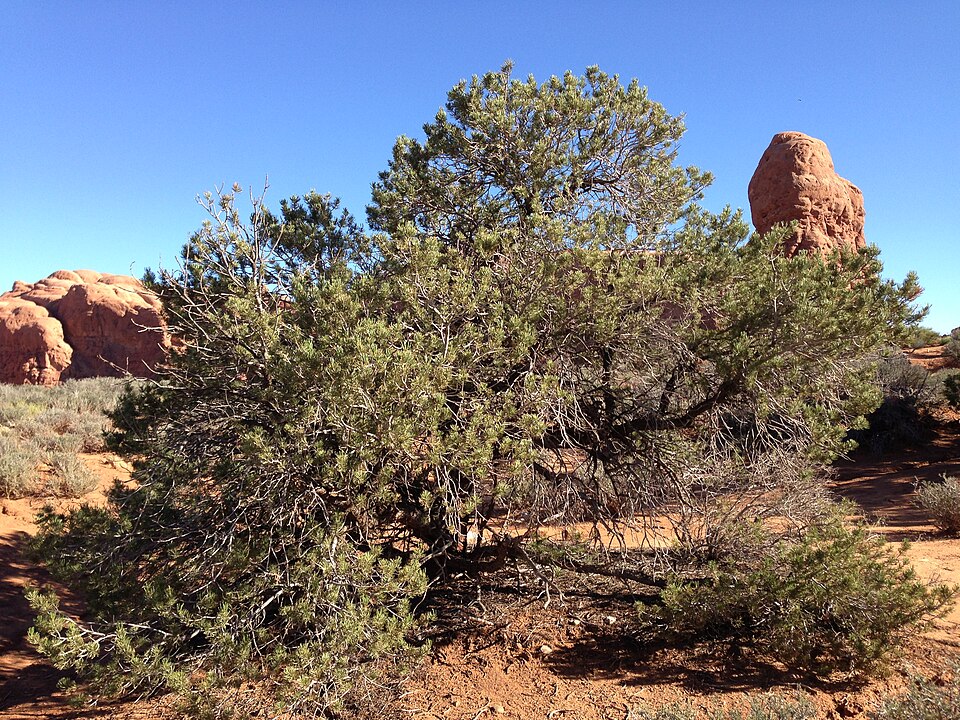Pinus edulis (Colorado Pinyon) (alternate view 7)