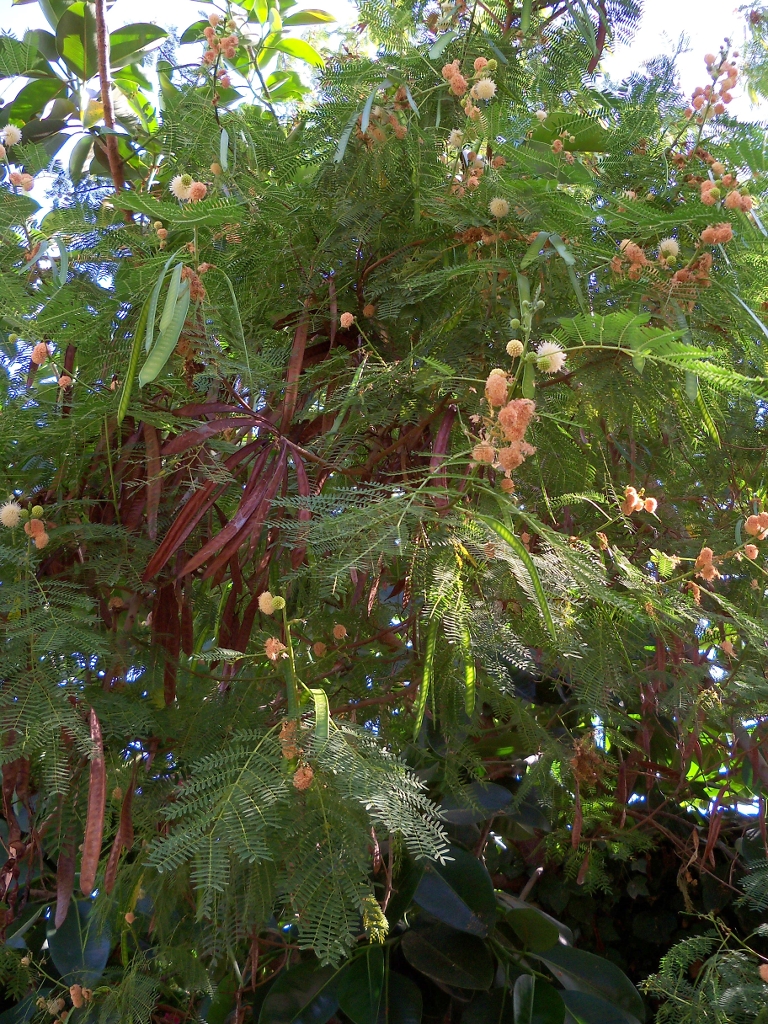 Leucaena leucocephala (White leadtree)