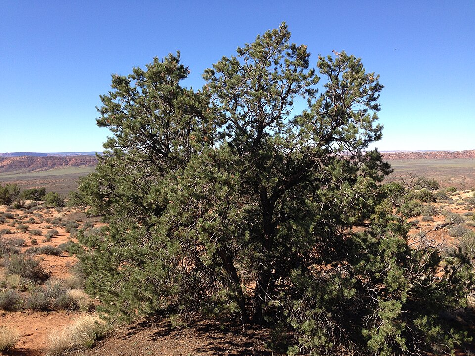 Pinus edulis (Colorado Pinyon) (alternate view 8)