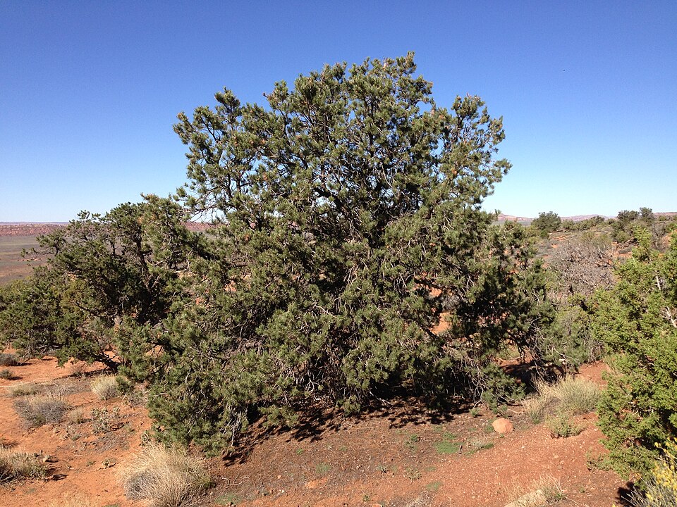 Pinus edulis (Colorado Pinyon) (alternate view 9)