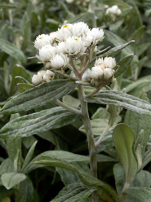 Anaphalis triplinervis (Triple-Veined Pearly Everlasting) (alternate view 6)