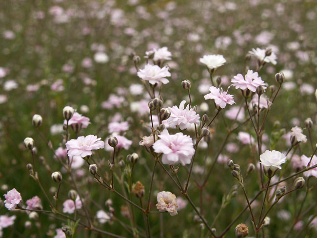 Gypsophila 'Rosenschleier'