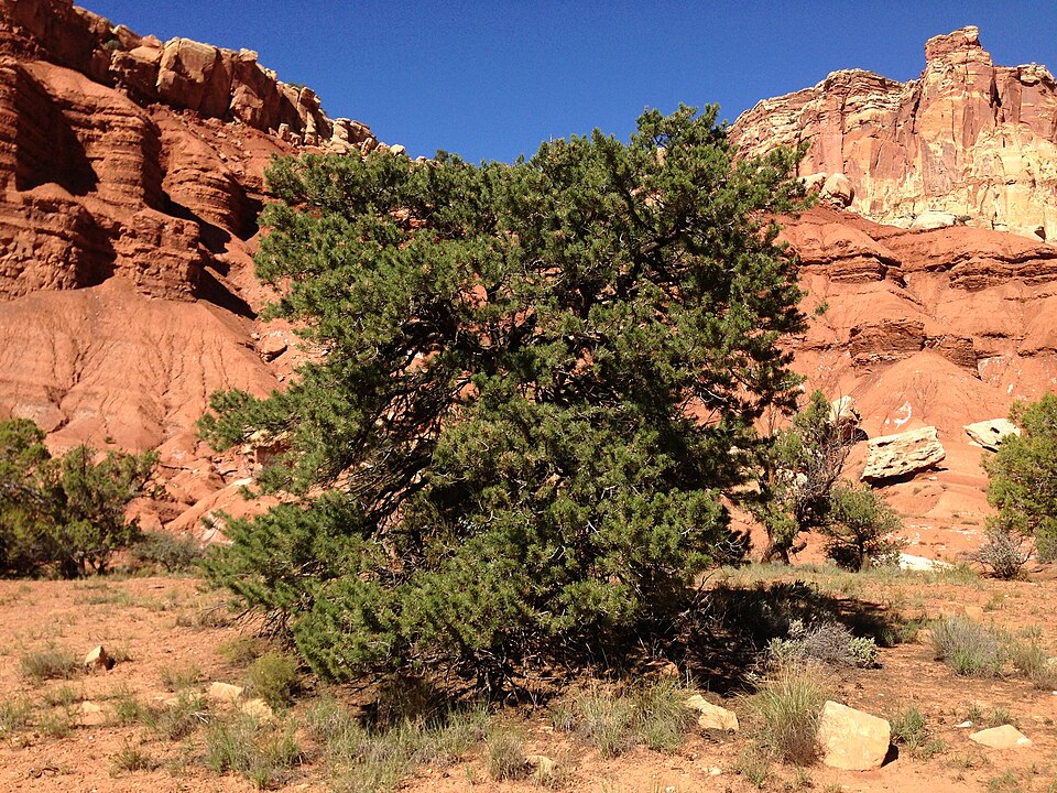 Pinus edulis (Colorado Pinyon) (alternate view 10)