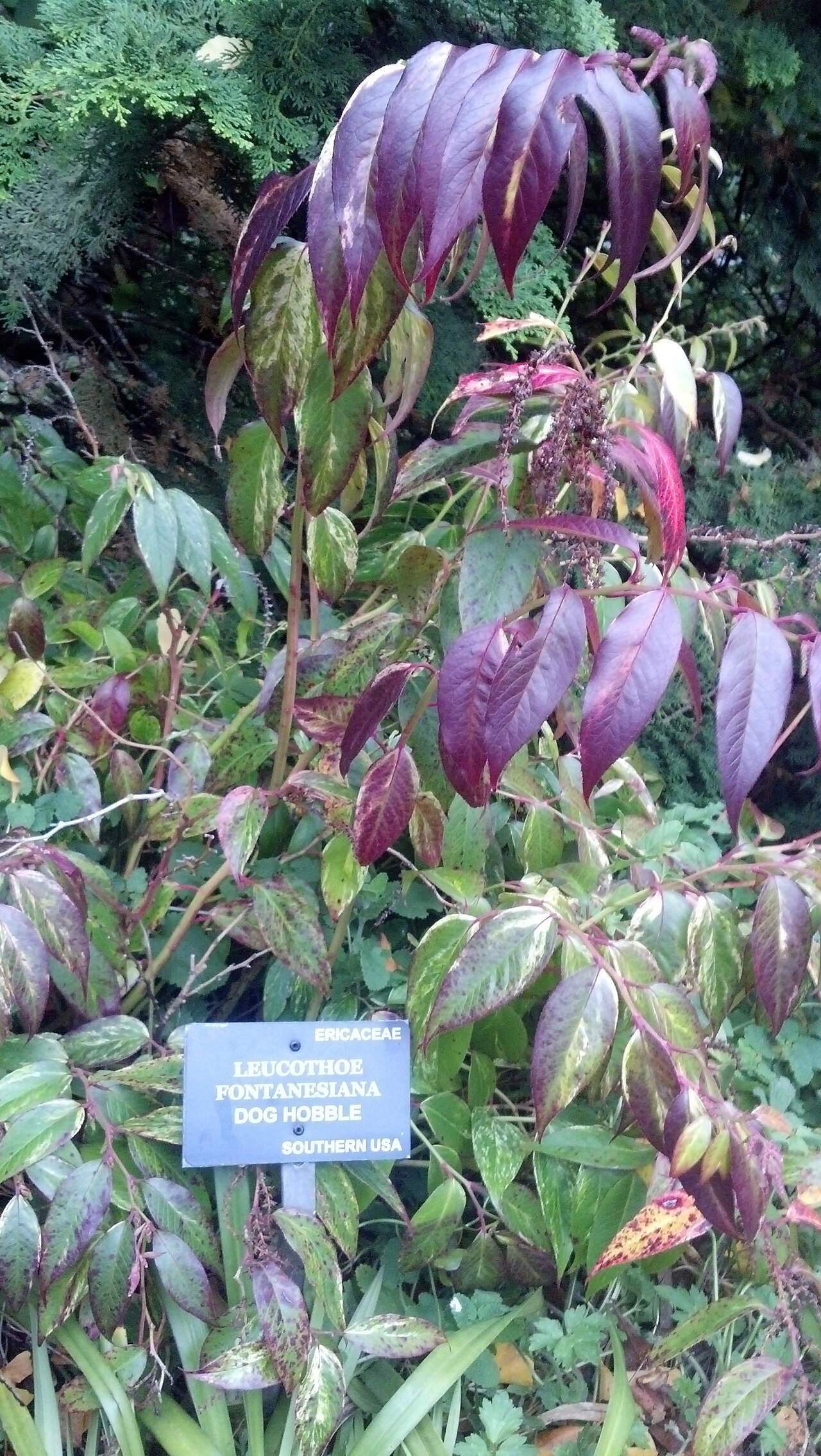 Leucothoe fontanesiana, Drooping leucothoe — spreading evergreen (Ericaceae) (image 5 of 10)