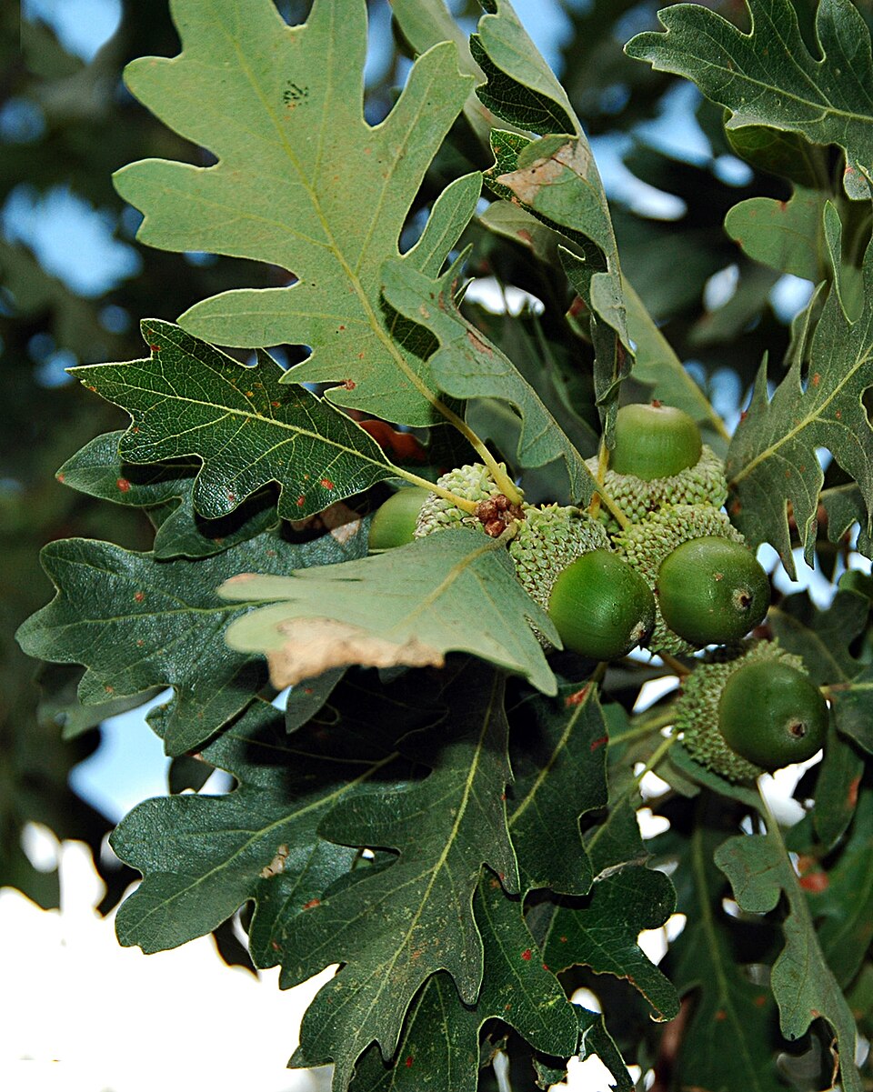 Quercus gambelii (Gambel Oak) (alternate view 6)