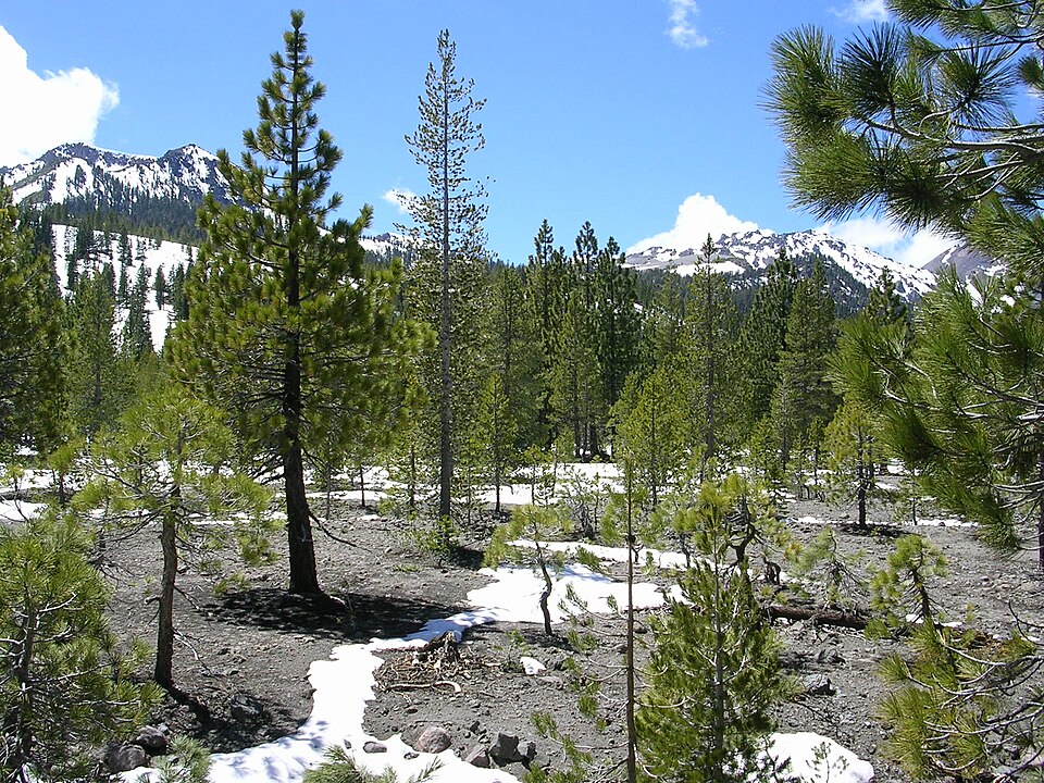 Pinus monticola (Western White Pine) (alternate view 6)
