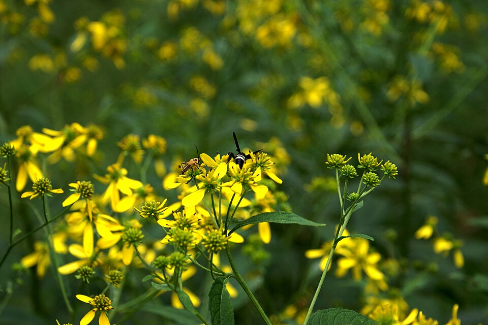 Verbesina alternifolia (Wingstem)