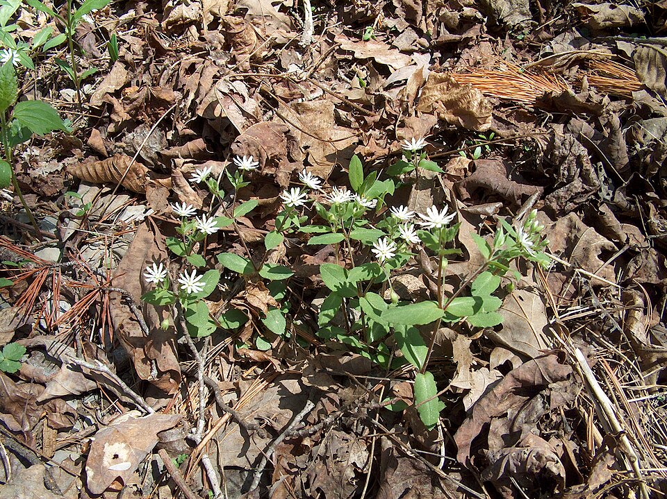 Stellaria pubera (star chickweed) (alternate view 4)