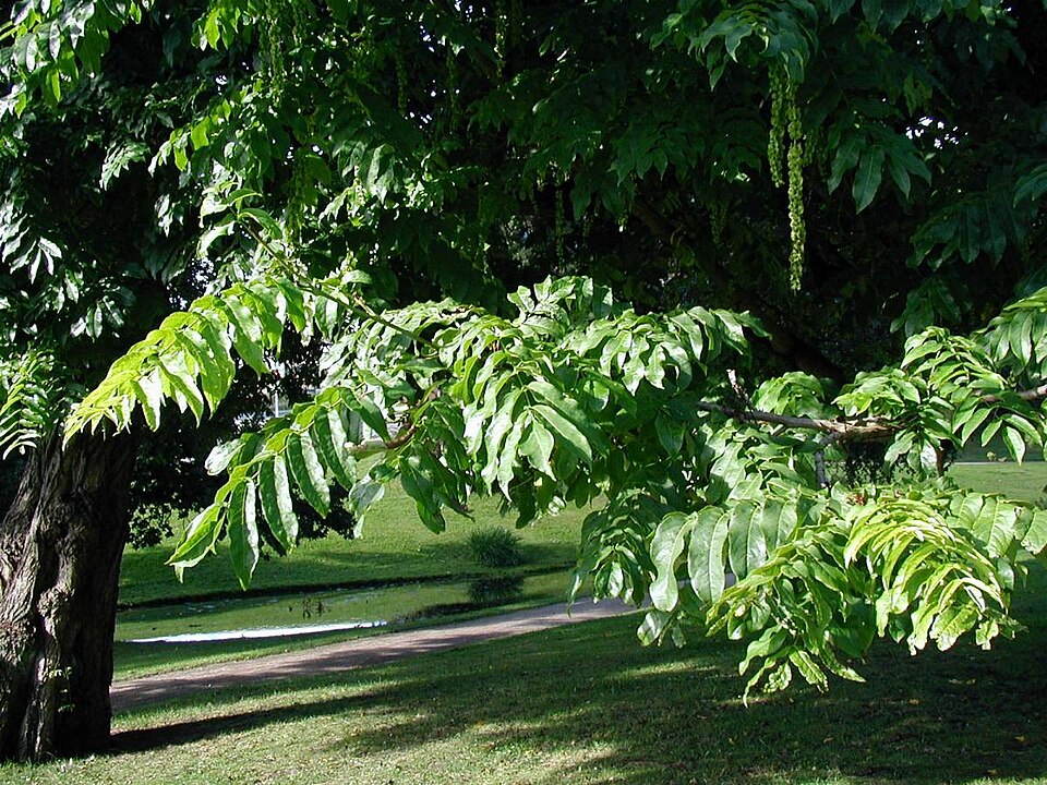 Pterocarya fraxinifolia (Caucasian Wingnut)