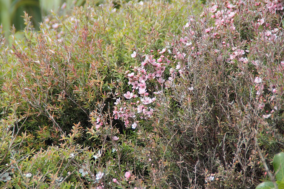 Leptospermum scoparium (Mānuka) (alternate view 8)